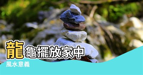 龍龜擺放房間|龍龜的功效、風水意義、擺放方式、供養禁忌和注意事項，該知道。